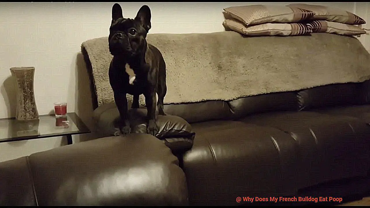 Why Does My French Bulldog Eat Poop-5