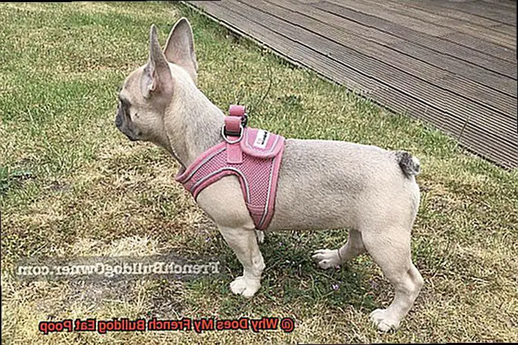 Why Does My French Bulldog Eat Poop-2