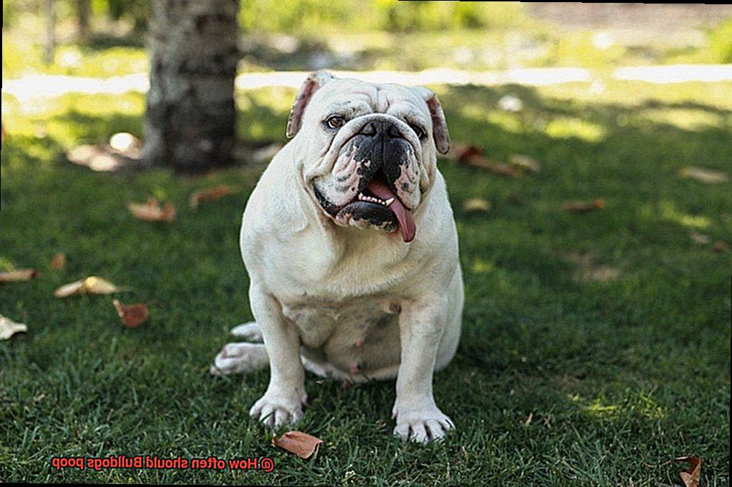 Why do Bulldogs have an underbite-2