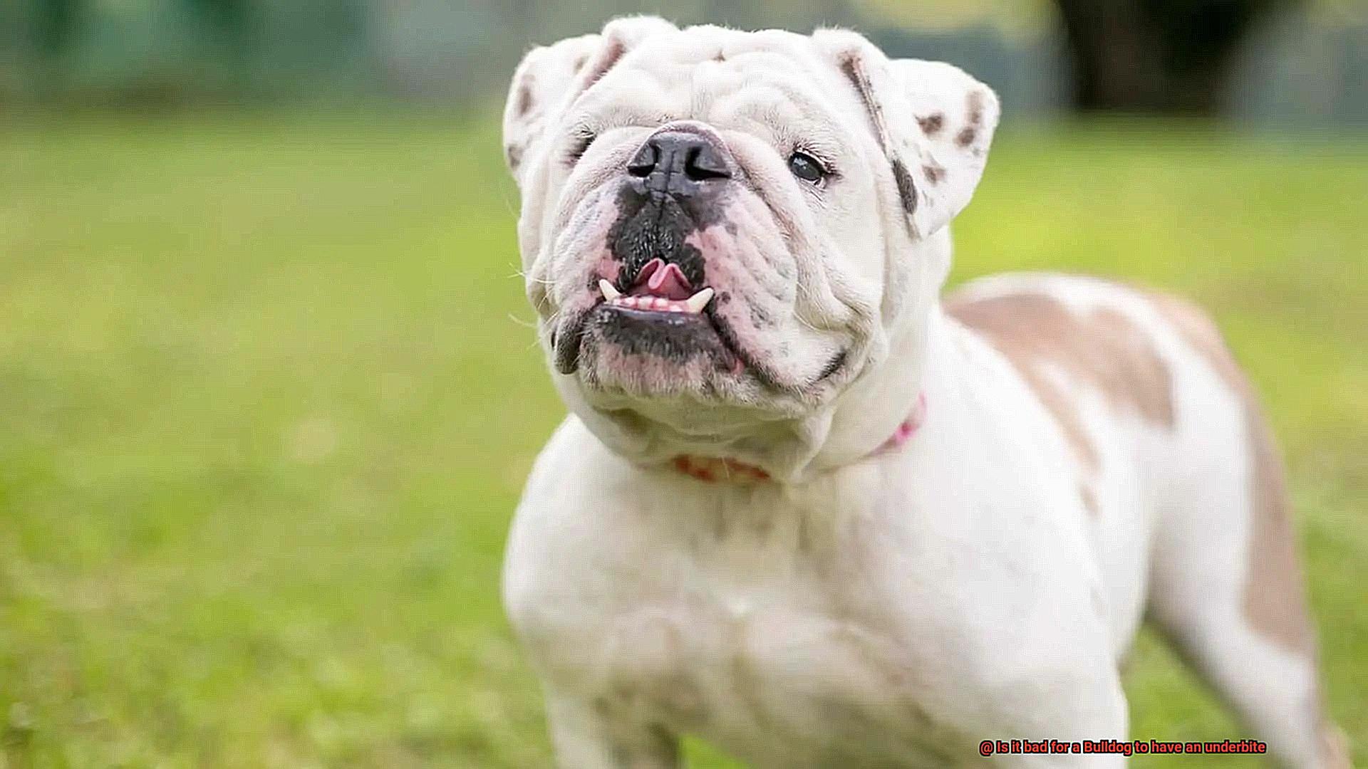 Why do Bulldogs have an underbite-3