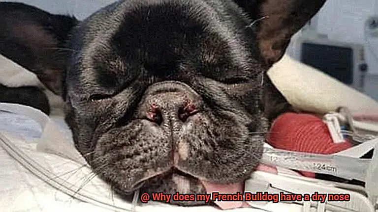 Why does my French Bulldog have a dry nose-3
