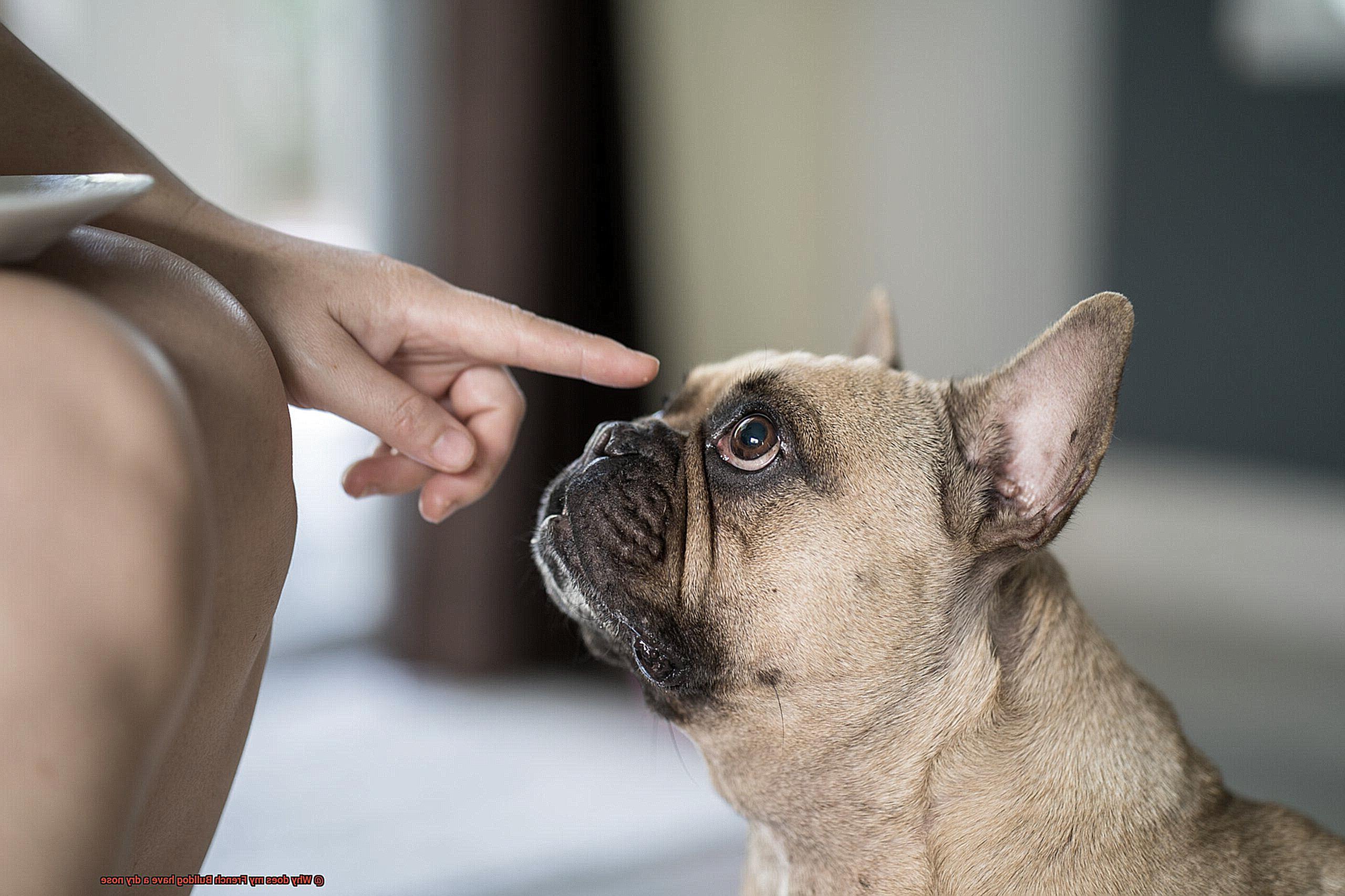 Why does my French Bulldog have a dry nose-2