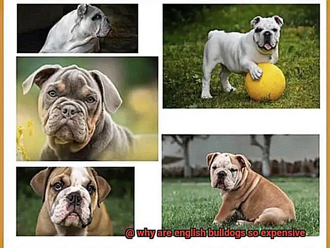 why are english bulldogs so expensive-2