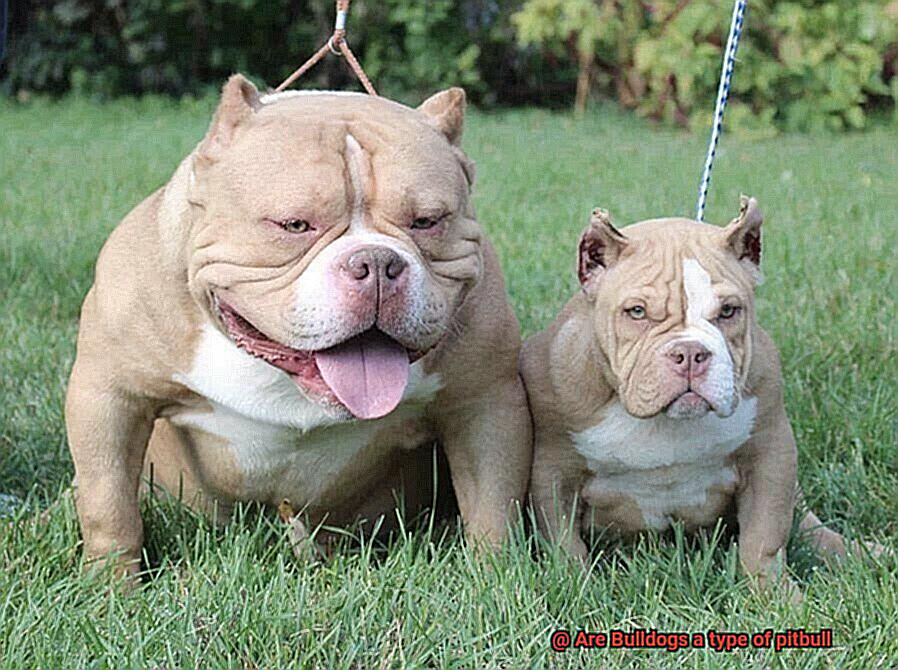 Are Bulldogs a type of pitbull-4
