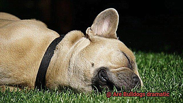 Are Bulldogs dramatic-5