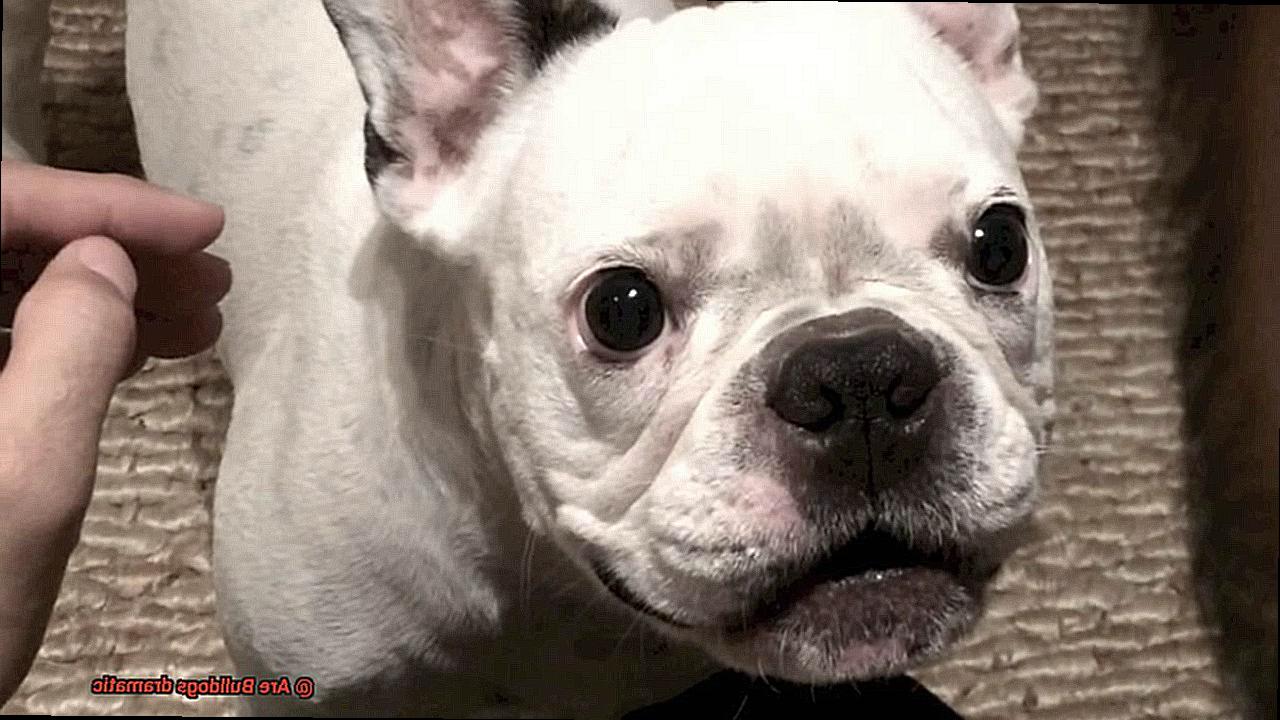 Are Bulldogs dramatic-2