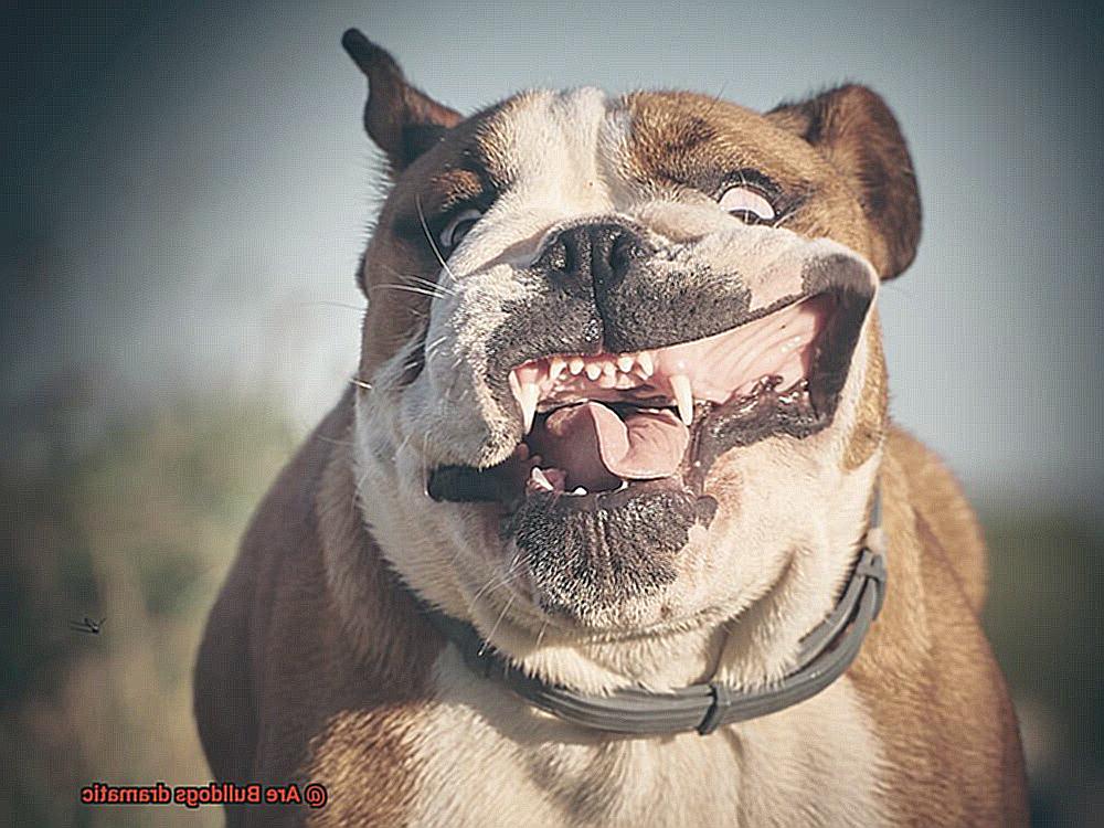 Are Bulldogs dramatic-4