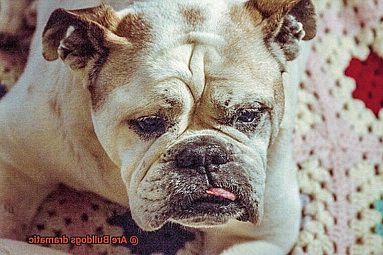 Are Bulldogs dramatic-6