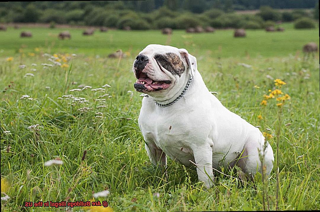 Are Bulldogs illegal in the US-3