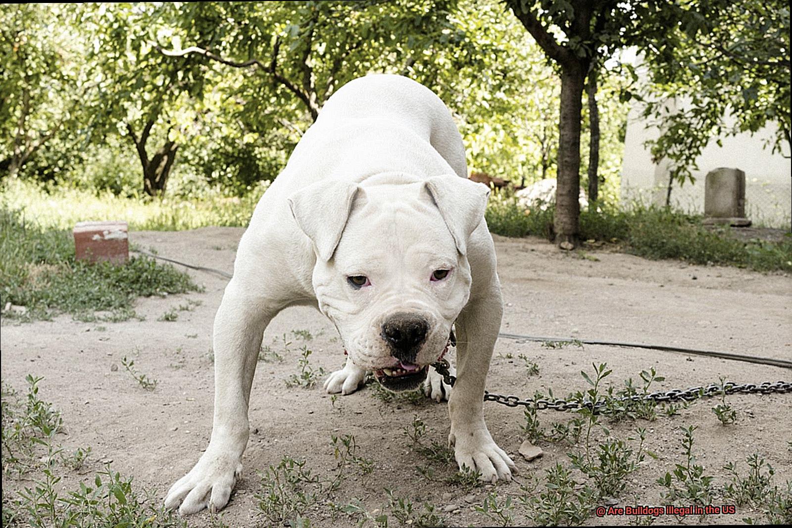 Are Bulldogs illegal in the US-6