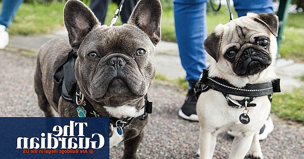 Are Bulldogs illegal in the US-2