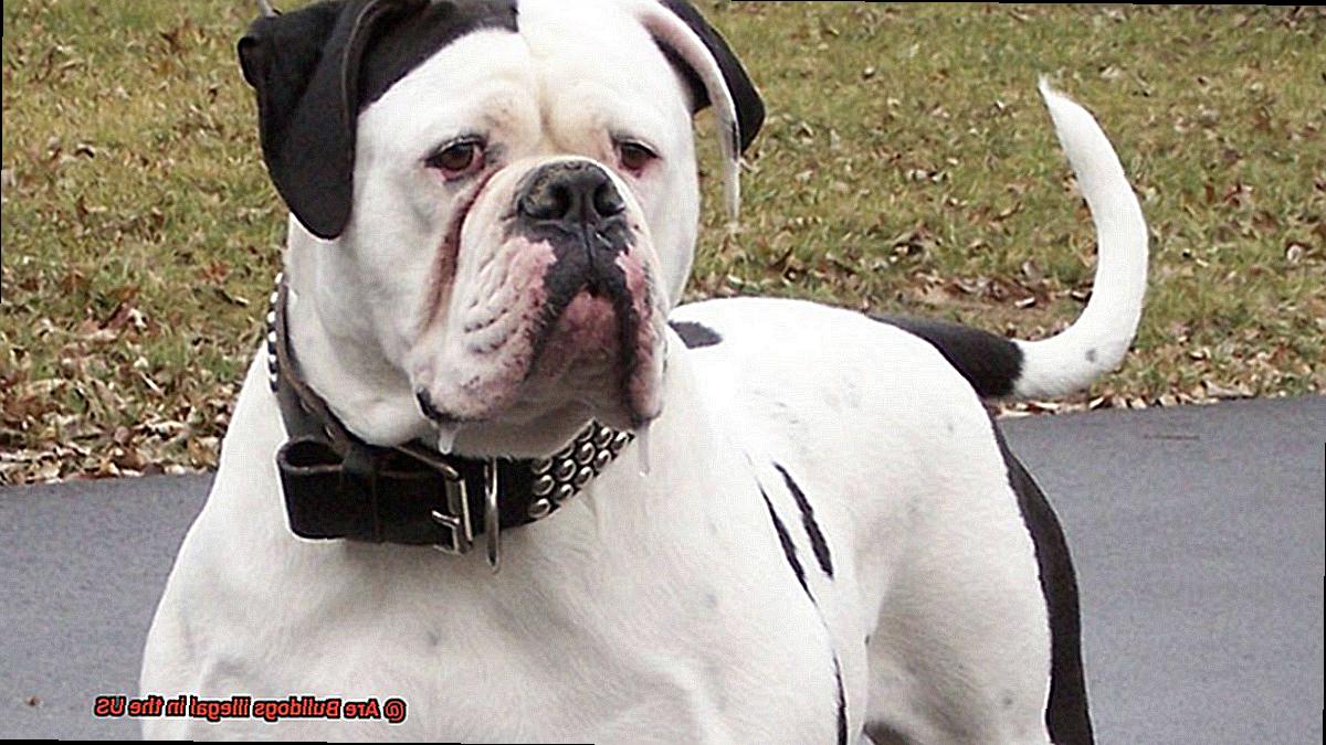 Are Bulldogs illegal in the US-5