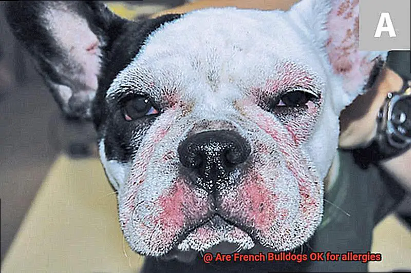 Are French Bulldogs OK for allergies-3