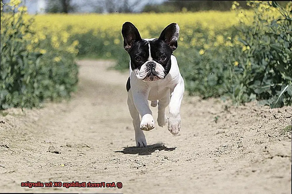 Are French Bulldogs OK for allergies-5