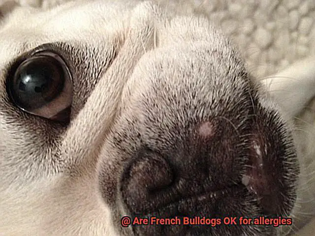 Are French Bulldogs OK for allergies-2