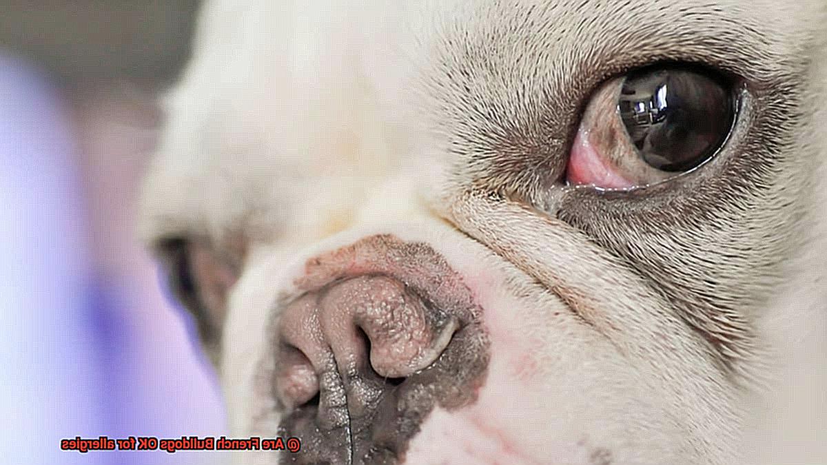 Are French Bulldogs OK for allergies-4
