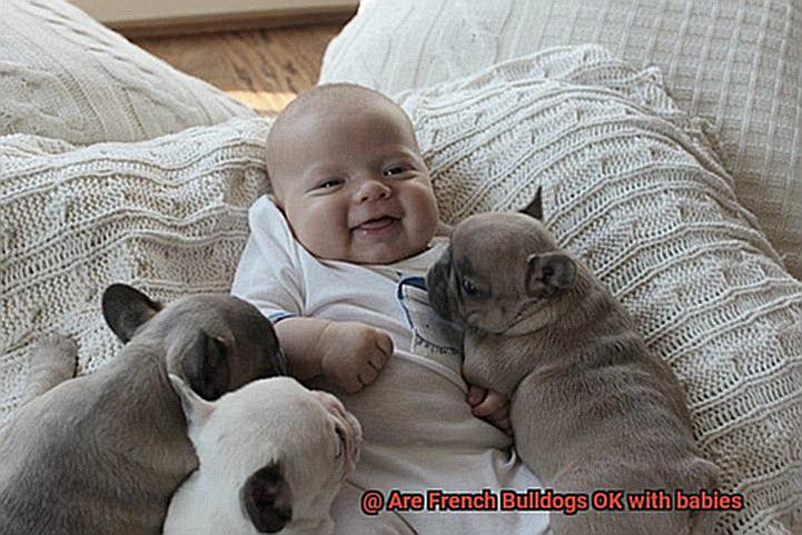 Are French Bulldogs OK with babies-7