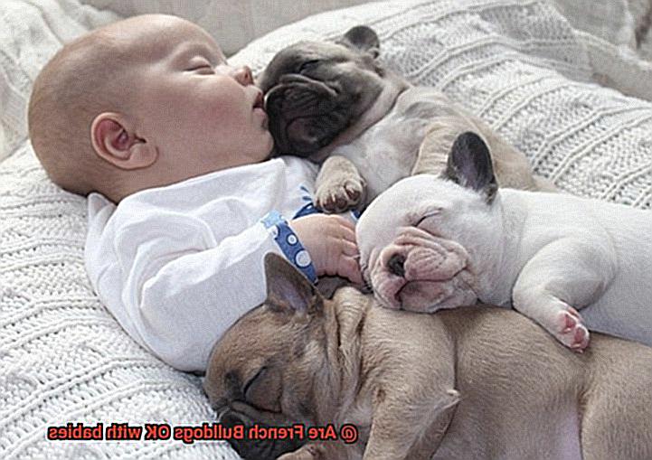 Are French Bulldogs OK with babies-5