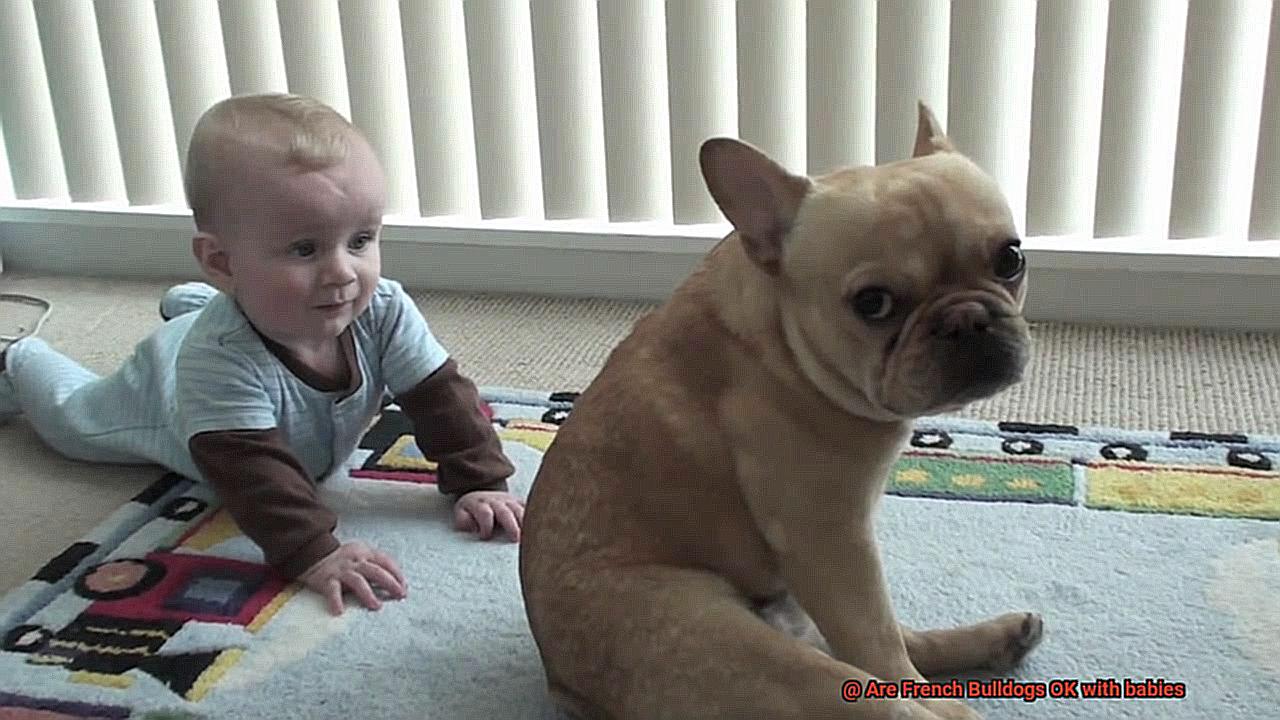Are French Bulldogs OK with babies-6
