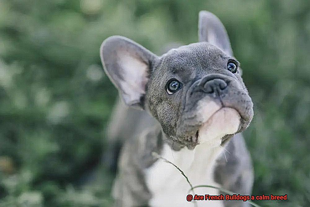 Are French Bulldogs a calm breed-4