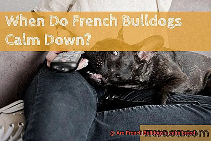 Are French Bulldogs a calm breed-2