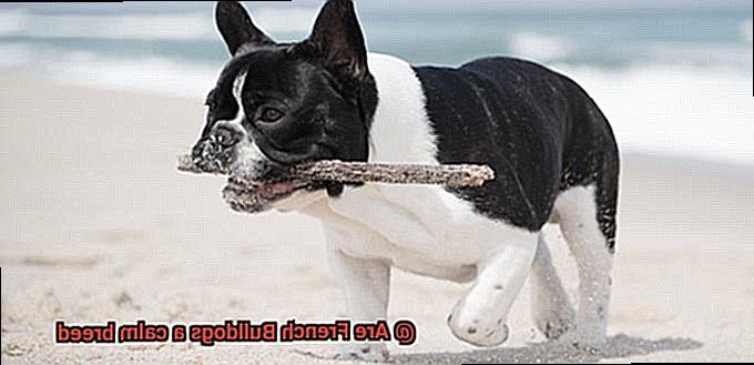Are French Bulldogs a calm breed-3