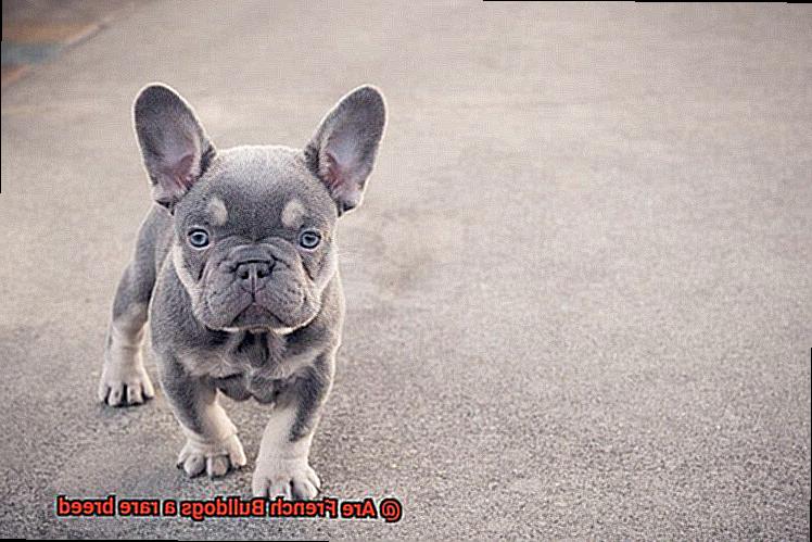 Are French Bulldogs a rare breed-2