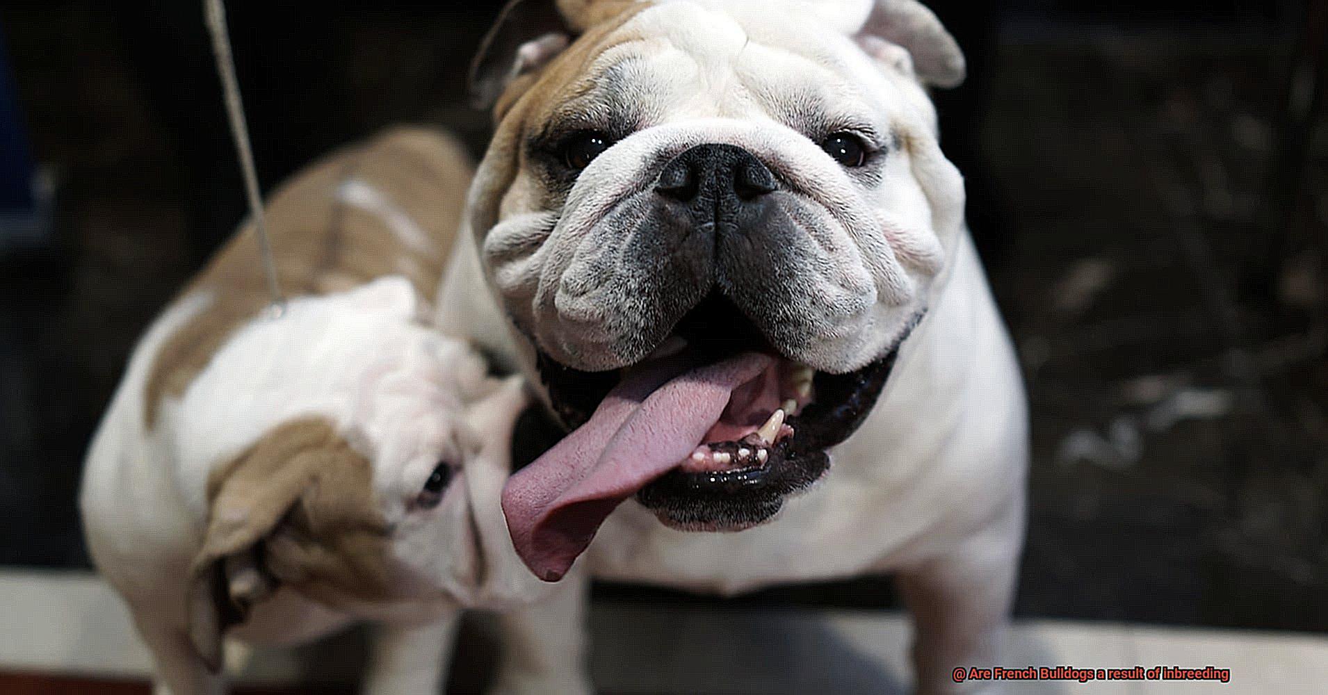 Are French Bulldogs a result of inbreeding-9