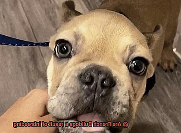 Are French Bulldogs a result of inbreeding-12