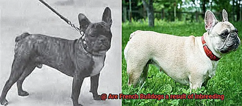 Are French Bulldogs a result of inbreeding-4