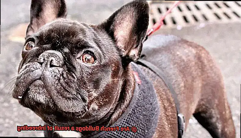 Are French Bulldogs a result of inbreeding-11