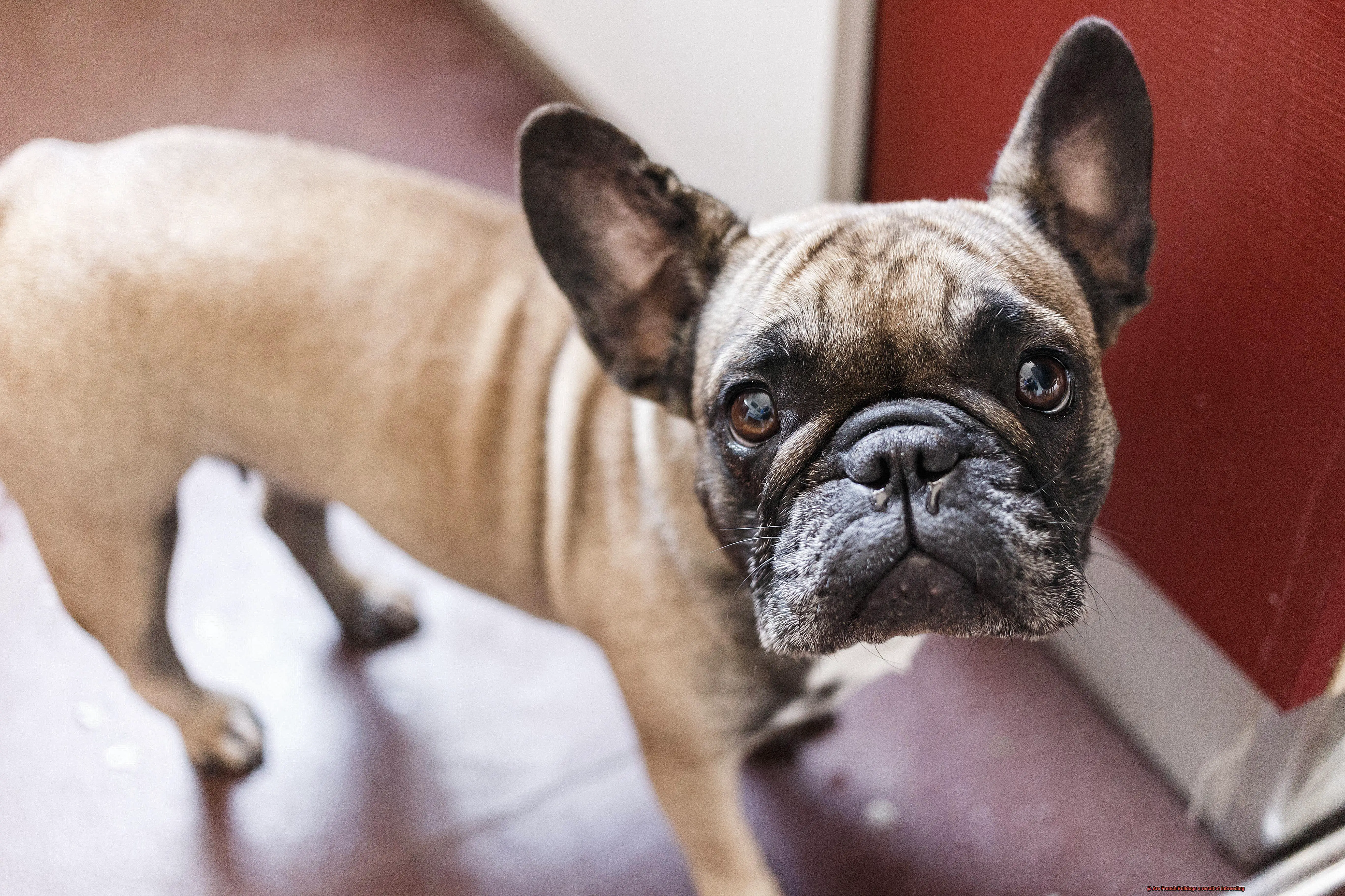 Are French Bulldogs a result of inbreeding-8