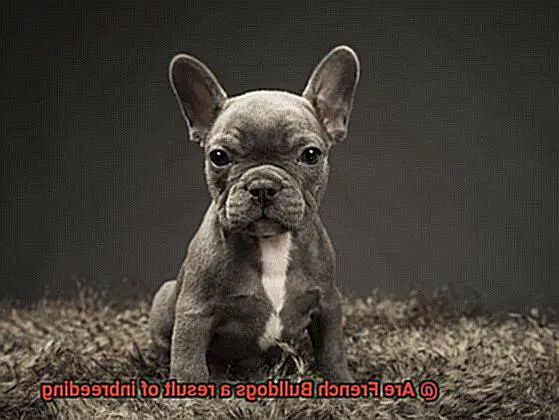 Are French Bulldogs a result of inbreeding-2