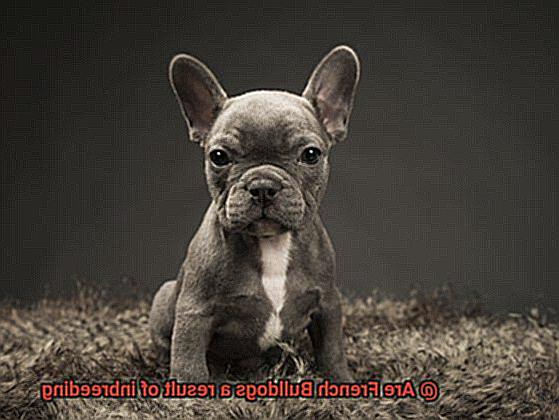 Are French Bulldogs a result of inbreeding-2