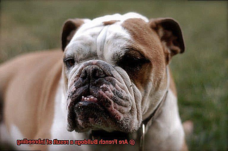 Are French Bulldogs a result of inbreeding-7
