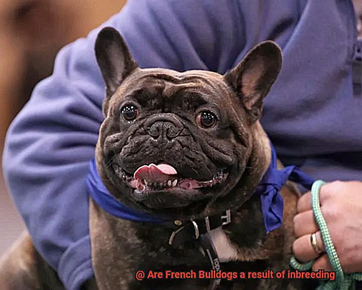 Are French Bulldogs a result of inbreeding-6