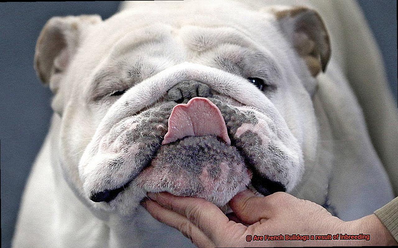 Are French Bulldogs a result of inbreeding-10