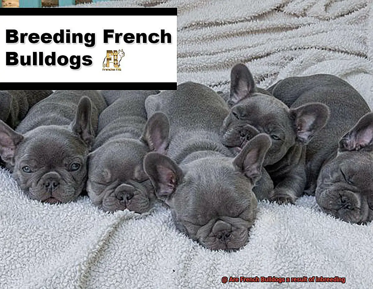 Are French Bulldogs a result of inbreeding-3