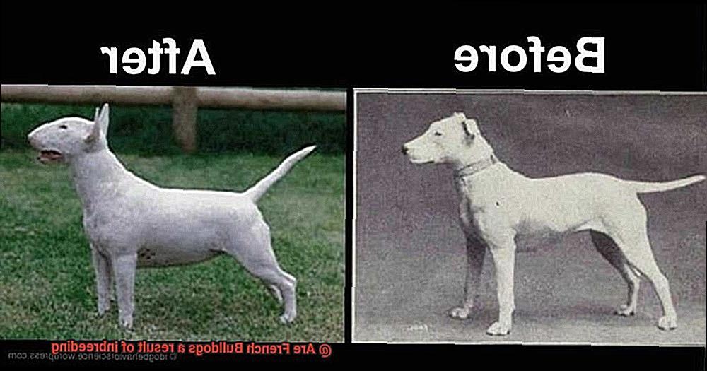 Are French Bulldogs a result of inbreeding-5