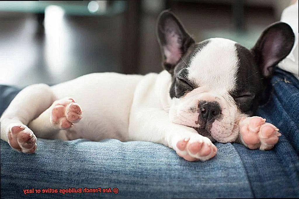 Are French Bulldogs active or lazy-5