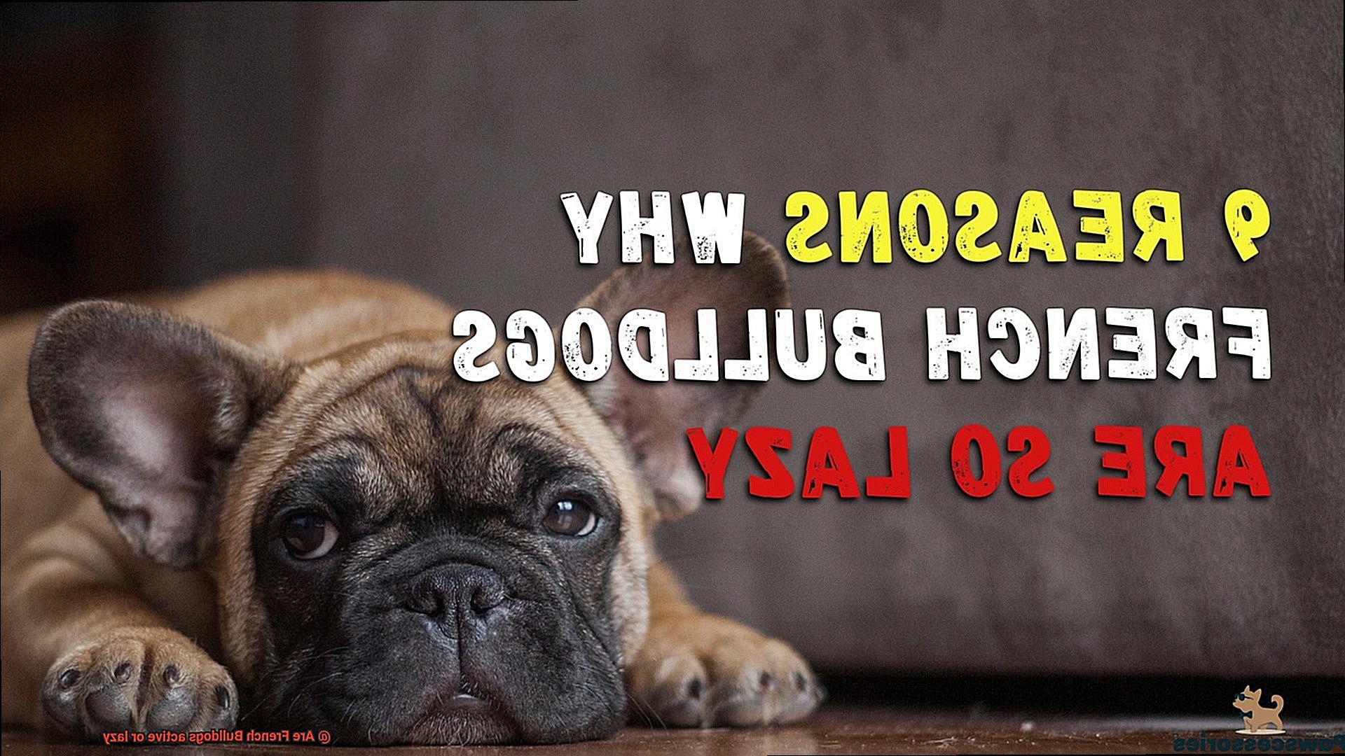 Are French Bulldogs active or lazy-6