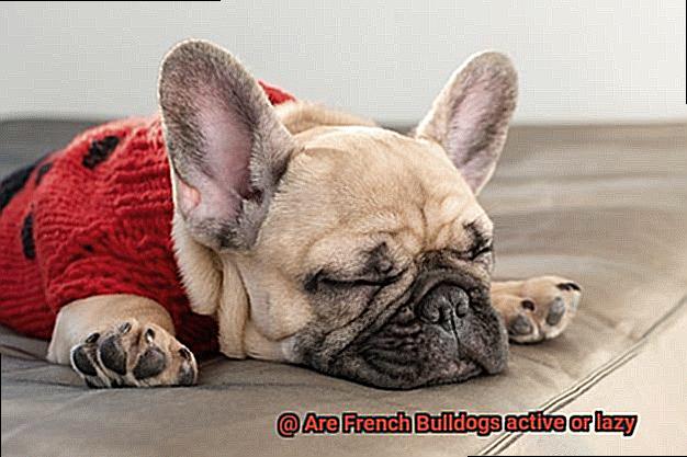 Are French Bulldogs active or lazy-2