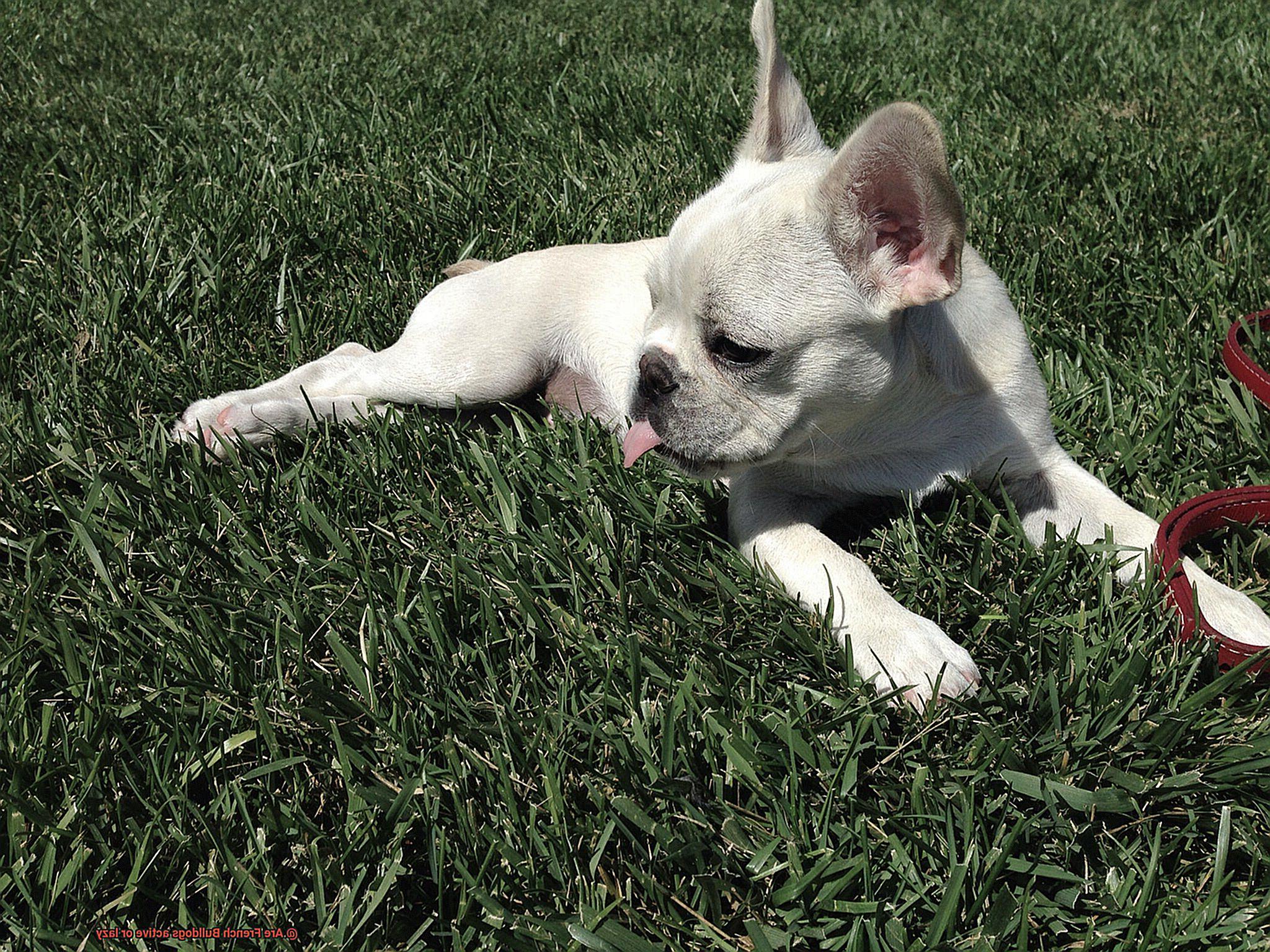Are French Bulldogs active or lazy-7