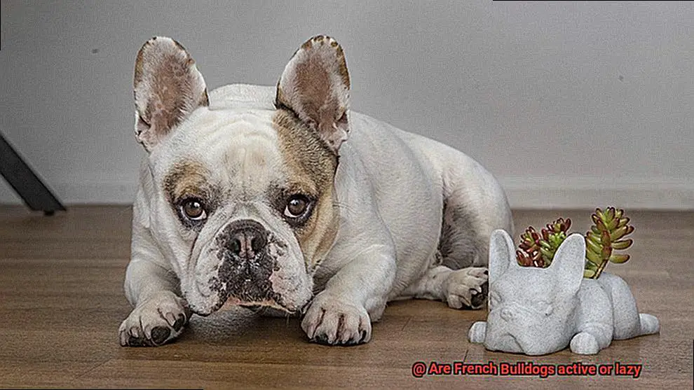 Are French Bulldogs active or lazy-3