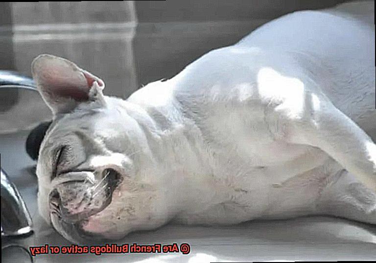 Are French Bulldogs active or lazy-4
