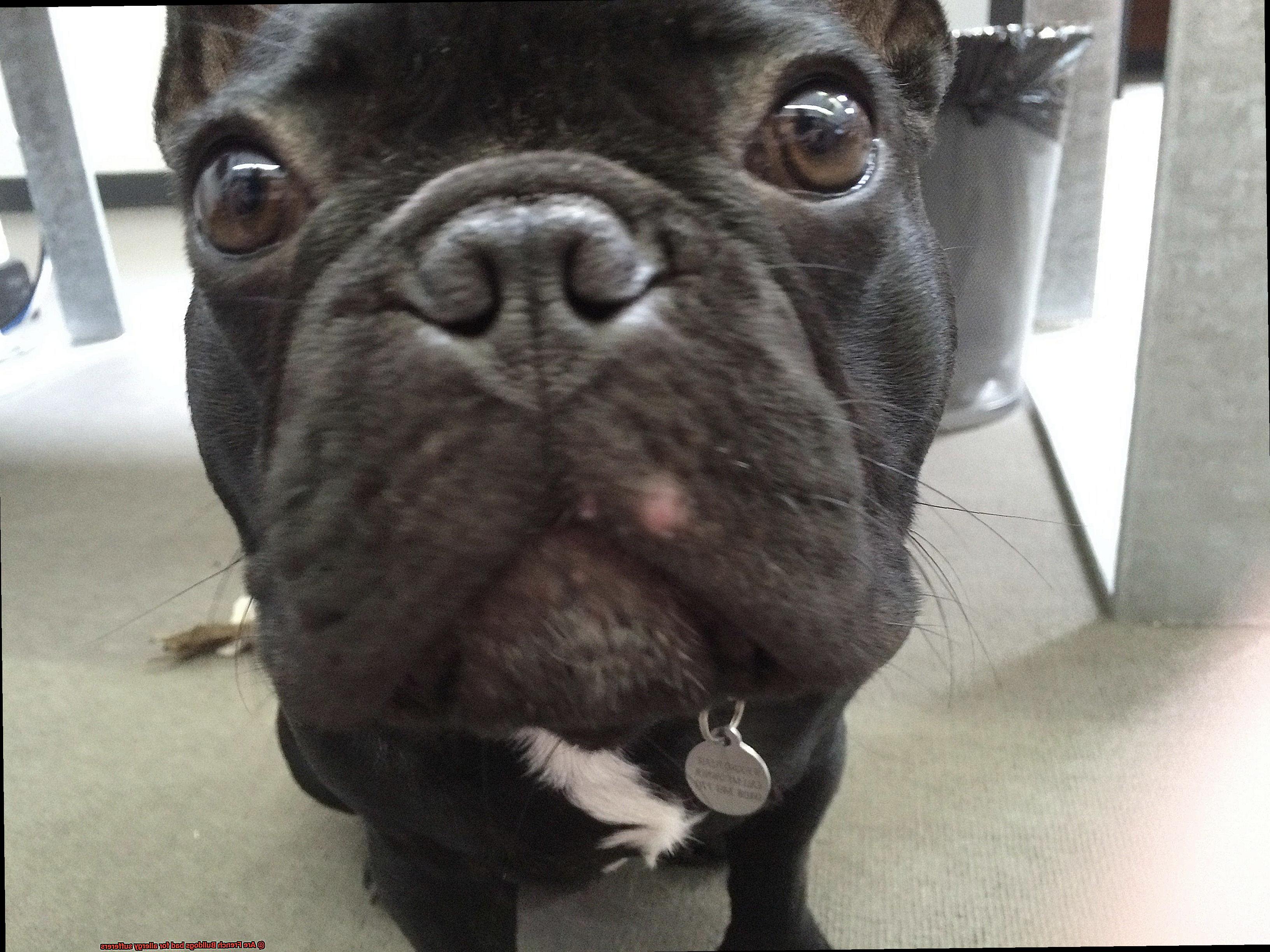 Are French Bulldogs bad for allergy sufferers-10