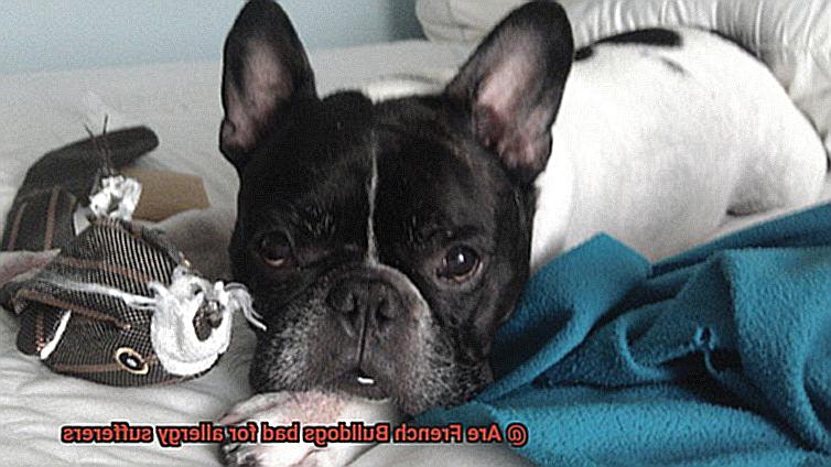 Are French Bulldogs bad for allergy sufferers-5