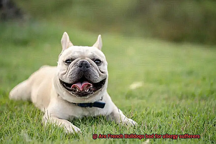 Are French Bulldogs bad for allergy sufferers-2