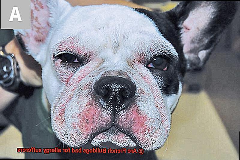 Are French Bulldogs bad for allergy sufferers-3
