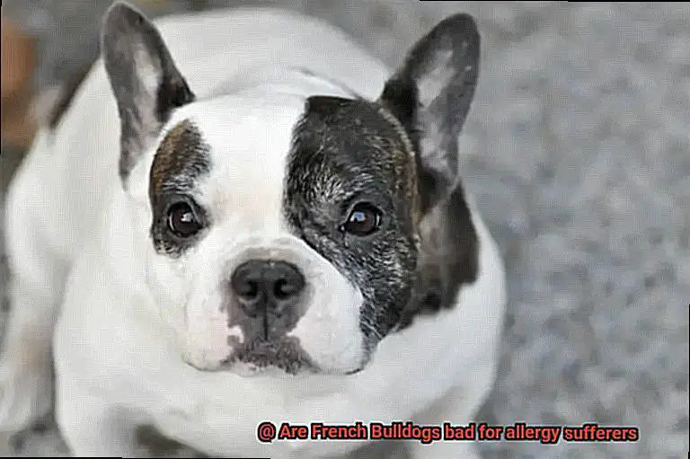 Are French Bulldogs bad for allergy sufferers-6